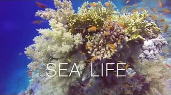 Sea life